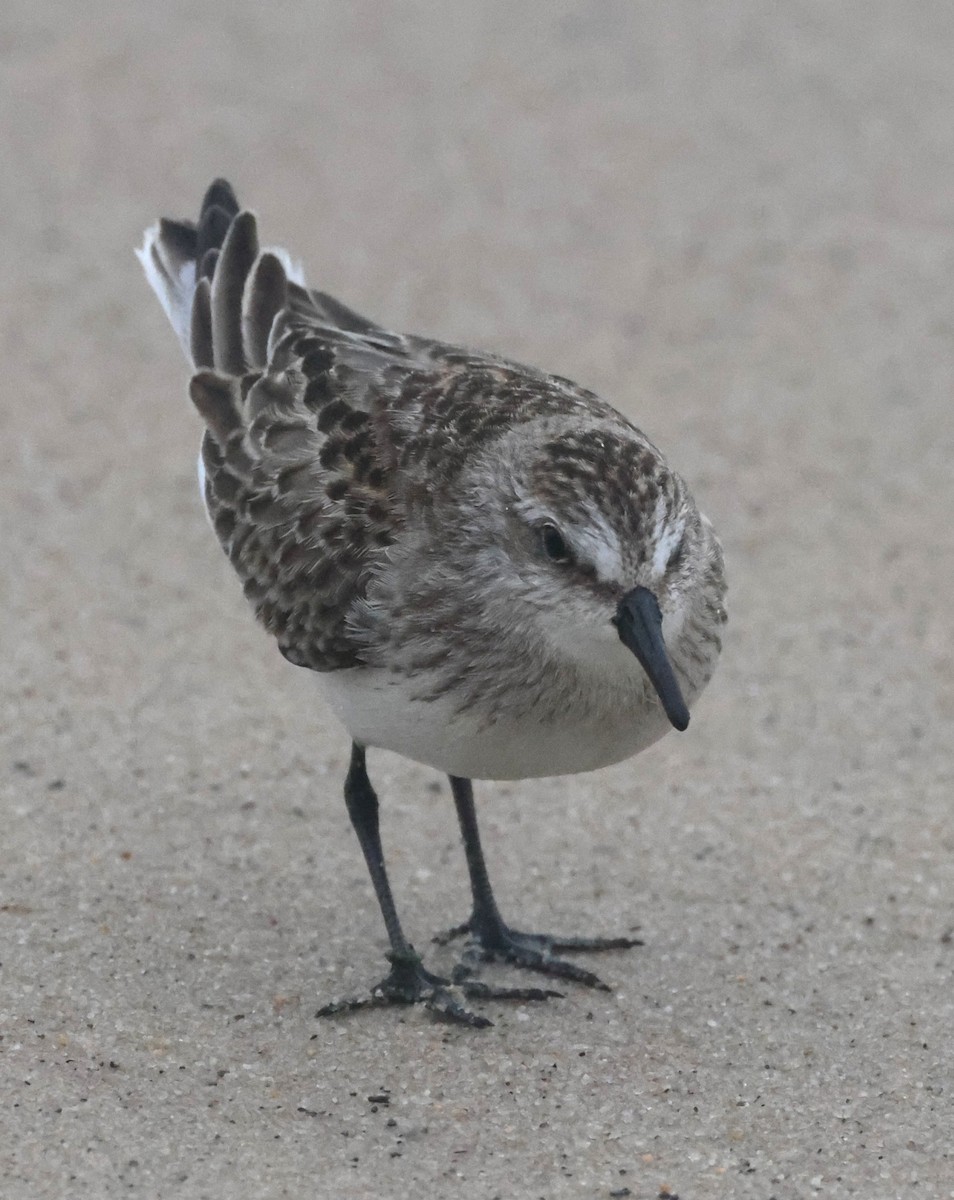 sandsnipe - ML644589062