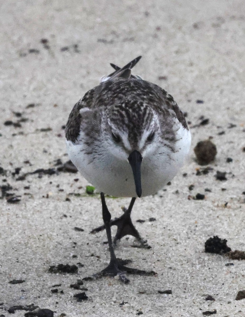 sandsnipe - ML644589063