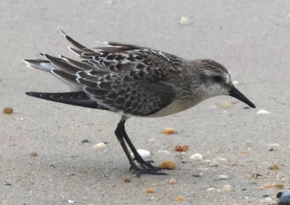 sandsnipe - ML644589064