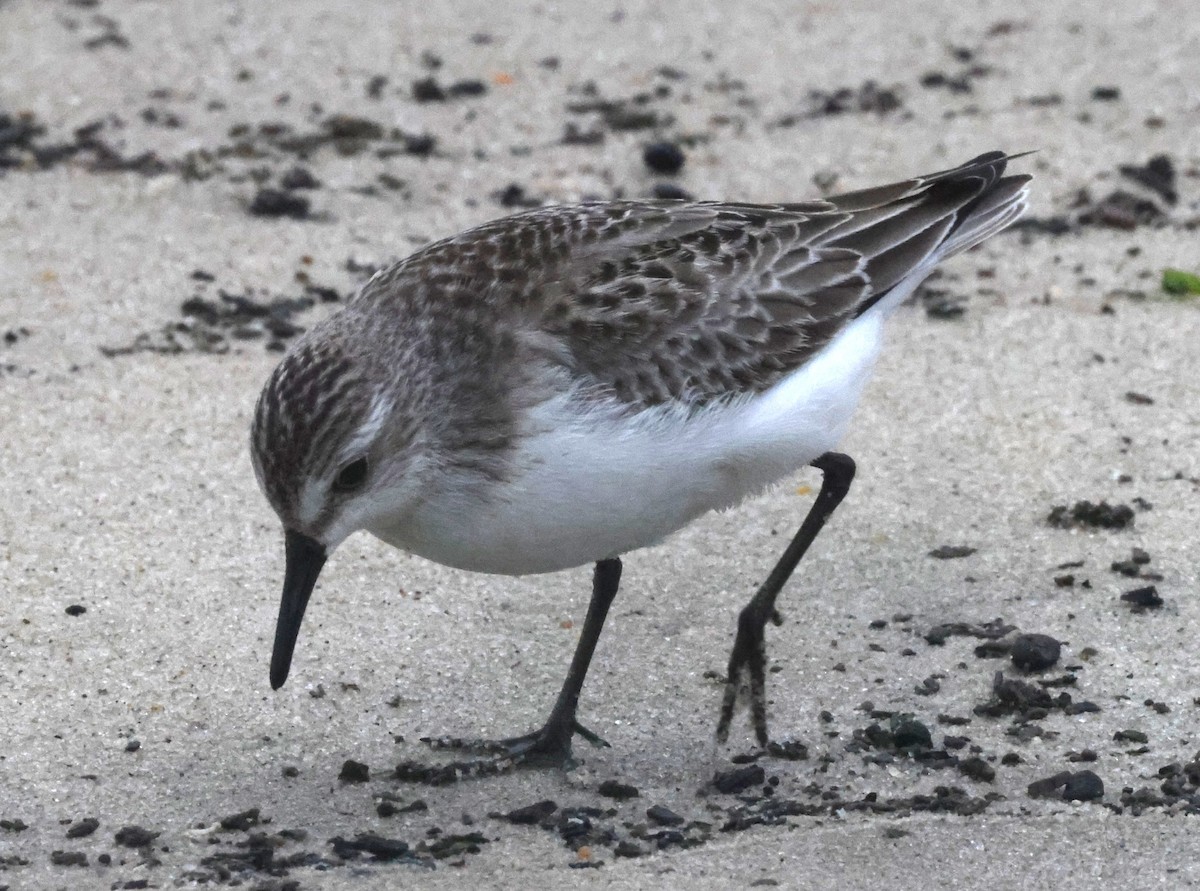 sandsnipe - ML644589065