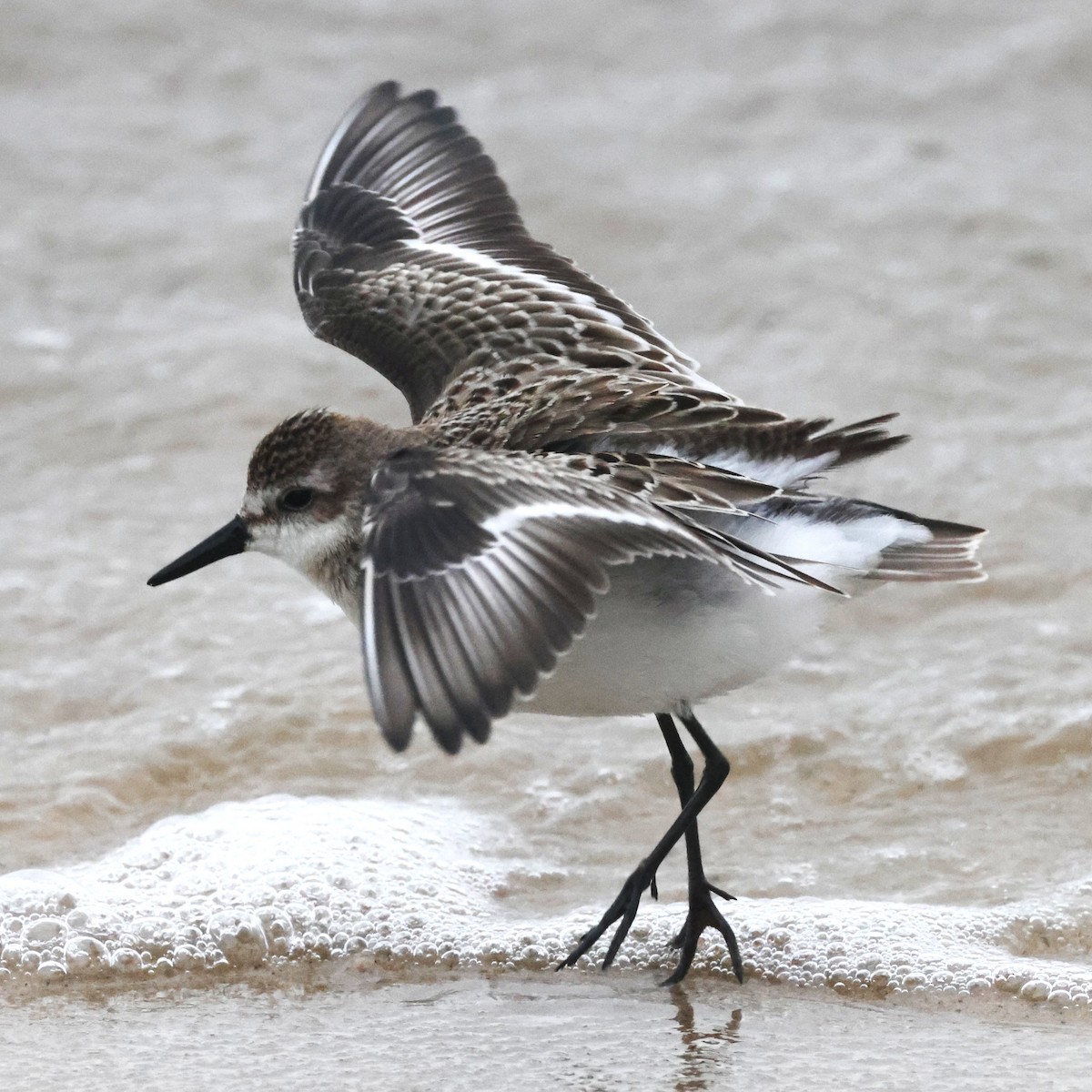 sandsnipe - ML644589066