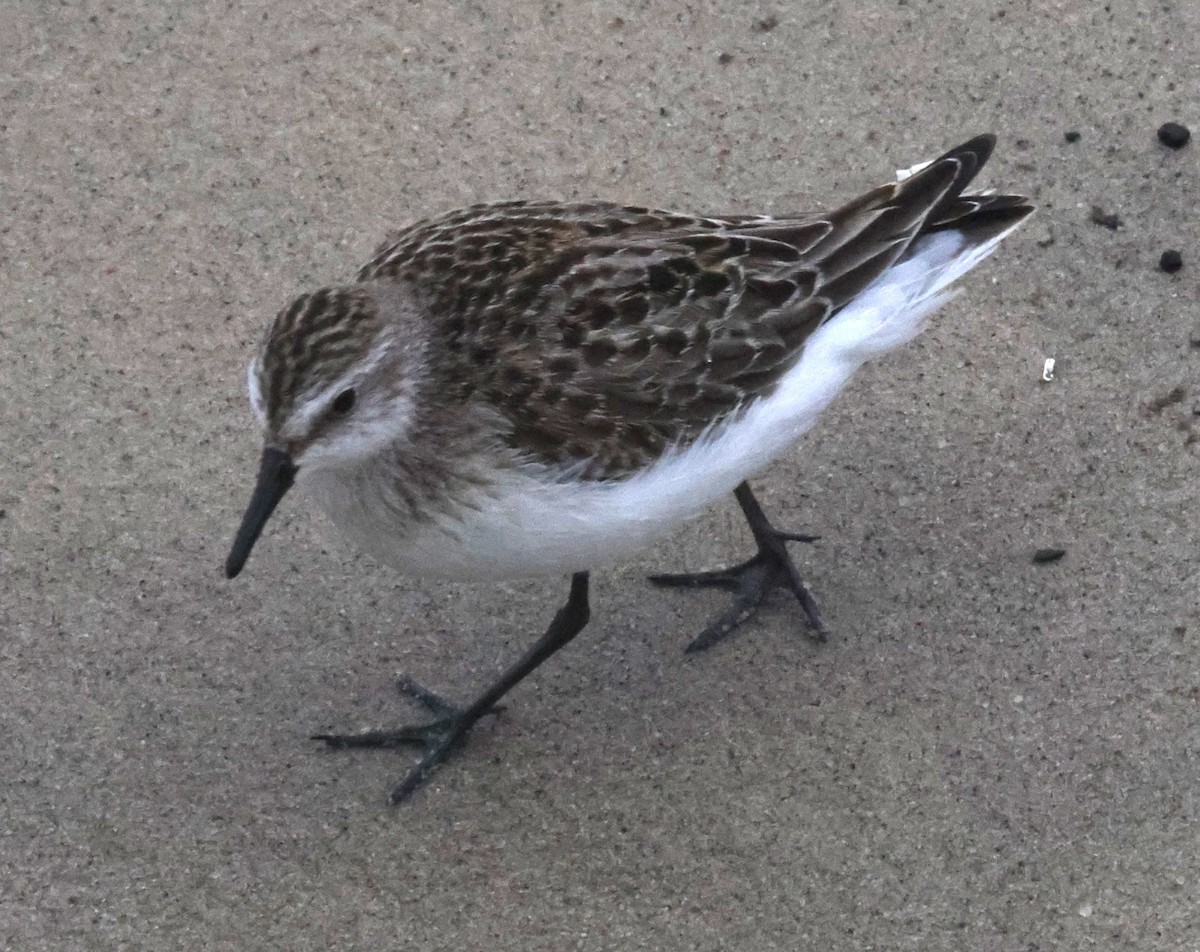 sandsnipe - ML644589067