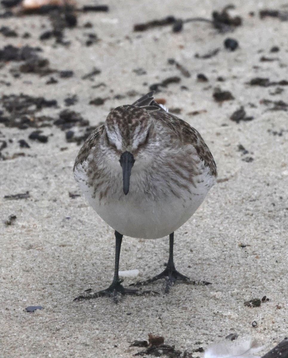 sandsnipe - ML644589068