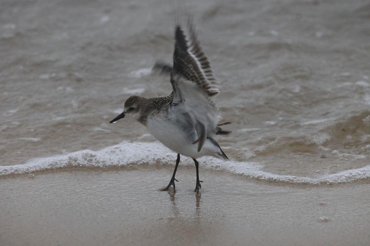 sandsnipe - ML644589070