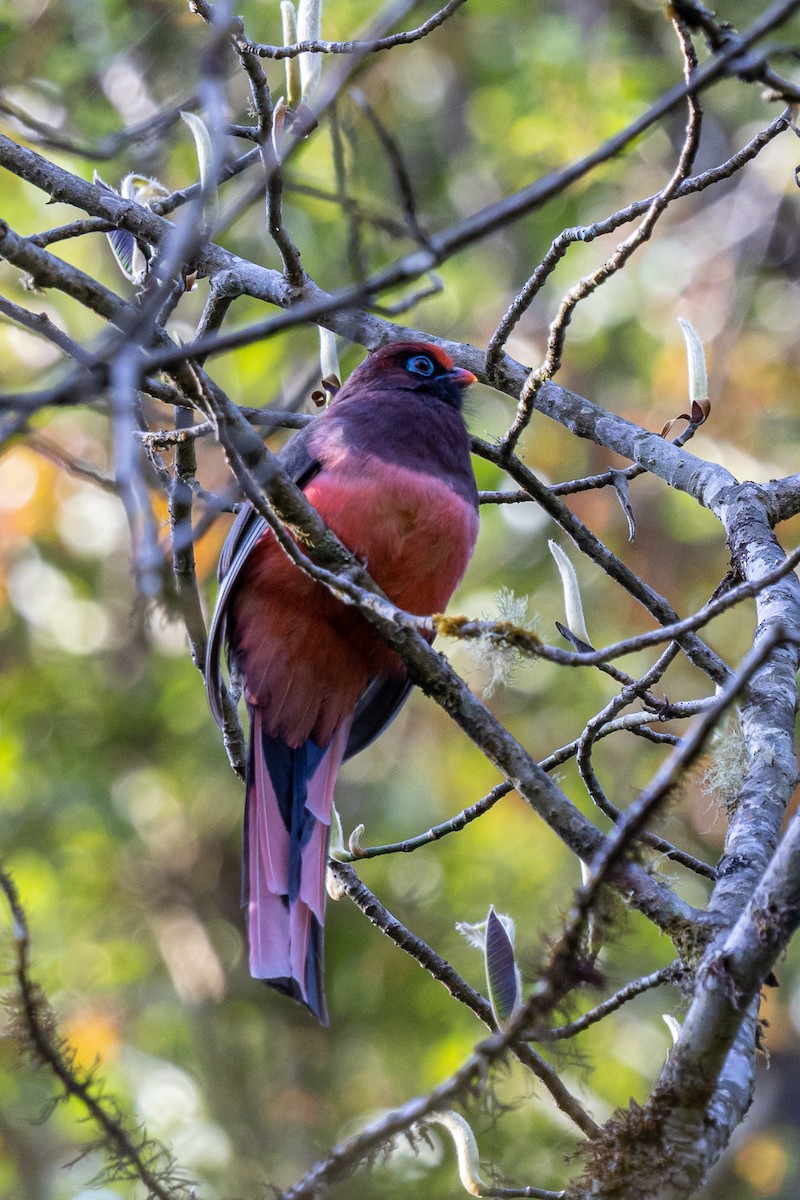 Ward's Trogon - ML644589074