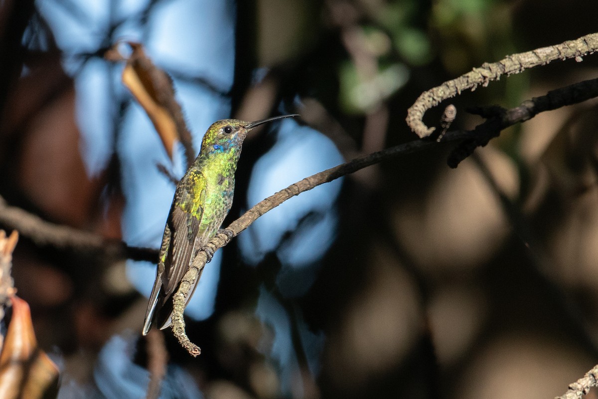 Sparkling Violetear - ML644589076