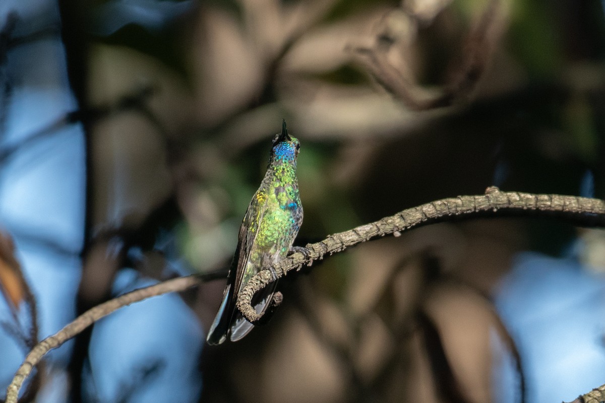 Sparkling Violetear - ML644589077