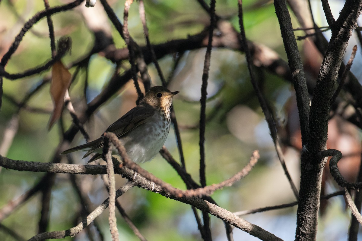 Bülbül Ardıcı - ML644589086