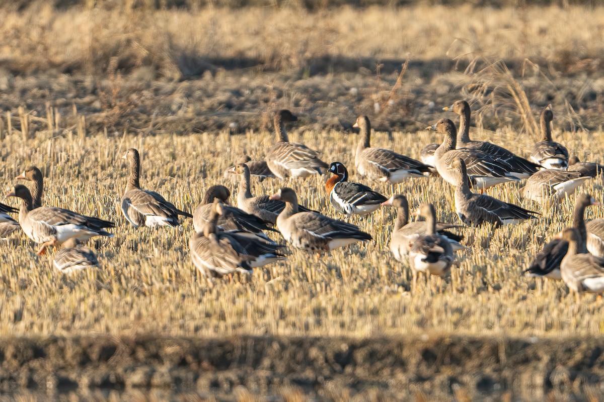 Red-breasted Goose - ML644589087