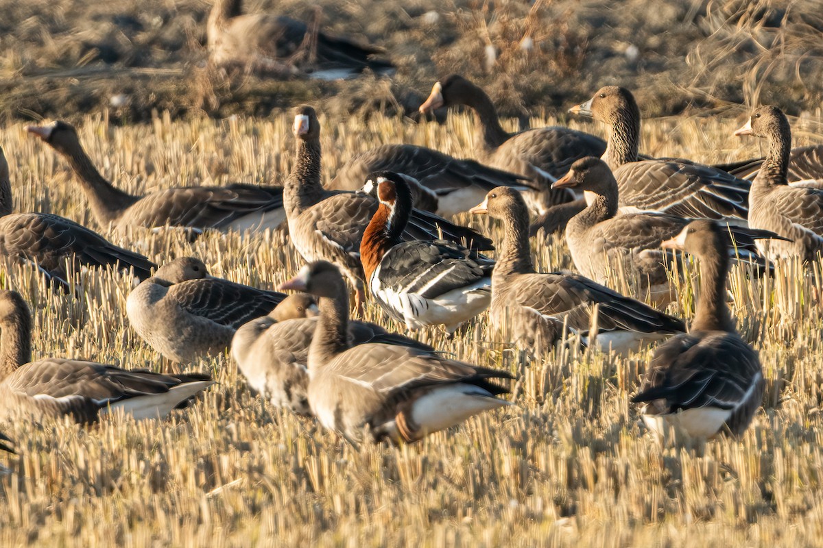 Red-breasted Goose - ML644589088