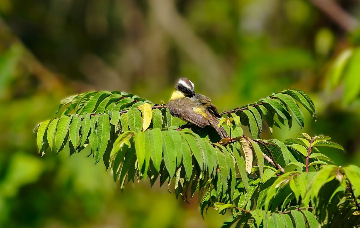 Sosyal Tiran - ML644589093