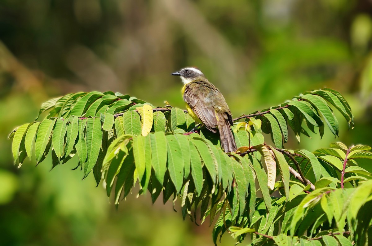 Sosyal Tiran - ML644589094