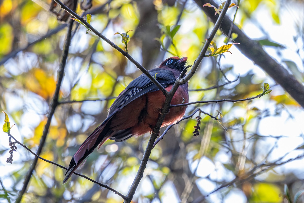 Ward's Trogon - ML644589095