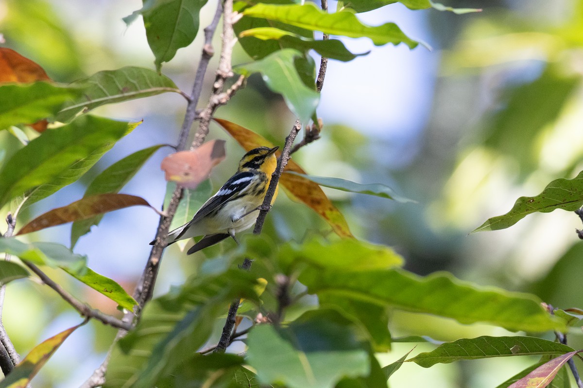 Blackburnian Warbler - ML644589097