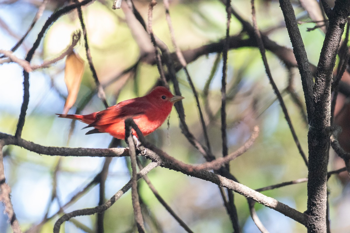 Summer Tanager - ML644589100