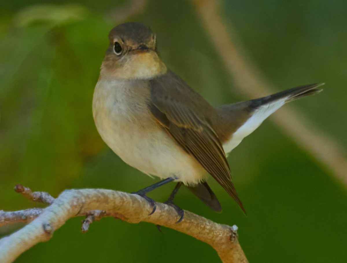 Red-breasted Flycatcher - ML644589101