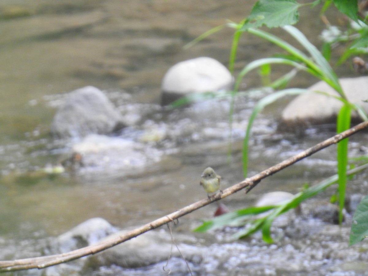 Mosquero Ventriamarillo - ML644589102