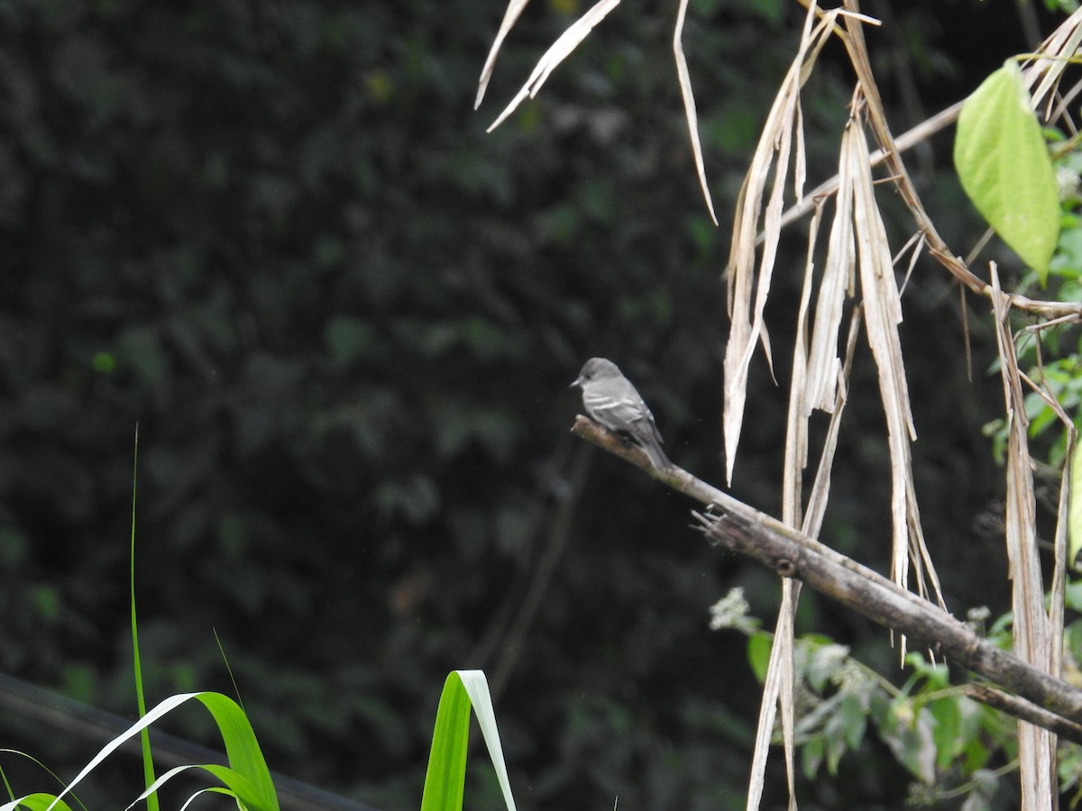 Mosquero Ventriamarillo - ML644589103