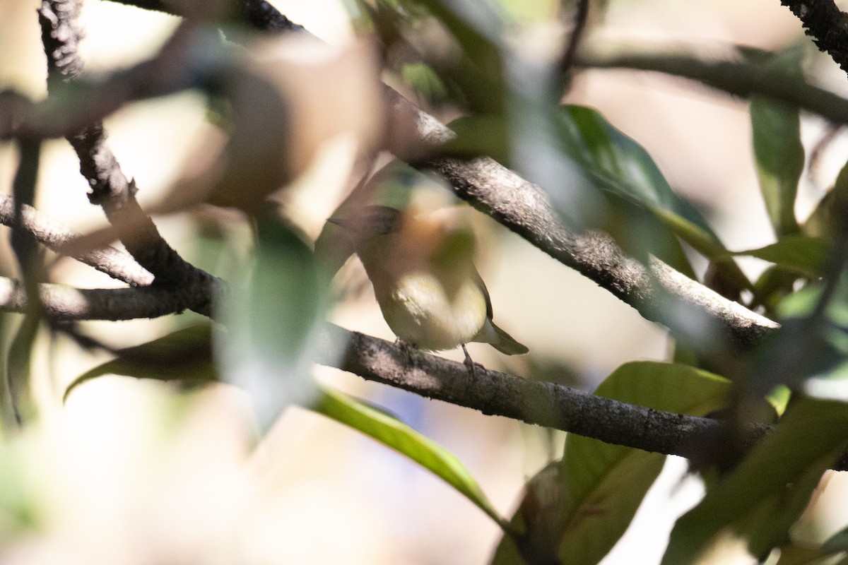 Tennessee Warbler - ML644589107