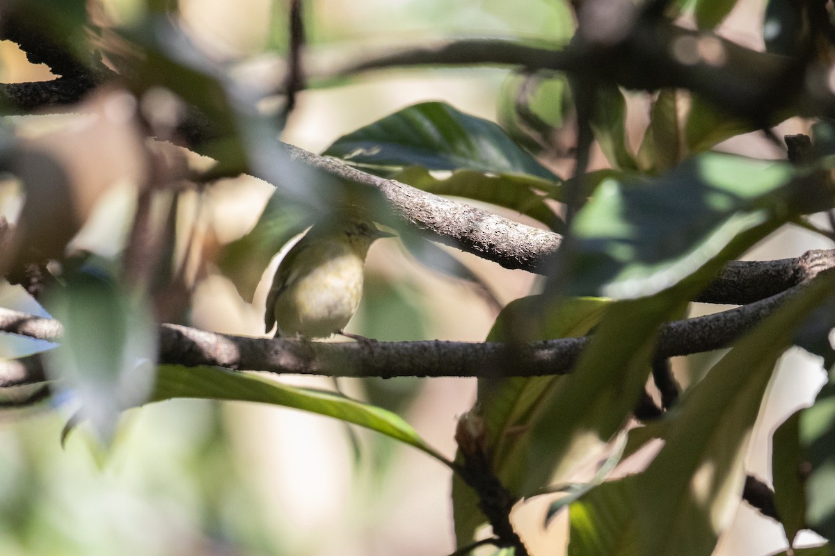 Tennessee Warbler - ML644589108