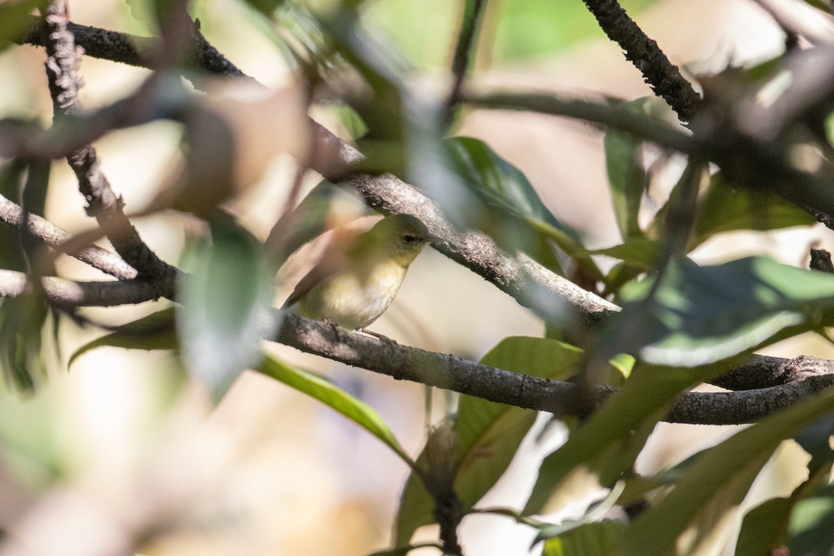 Tennessee Warbler - ML644589109