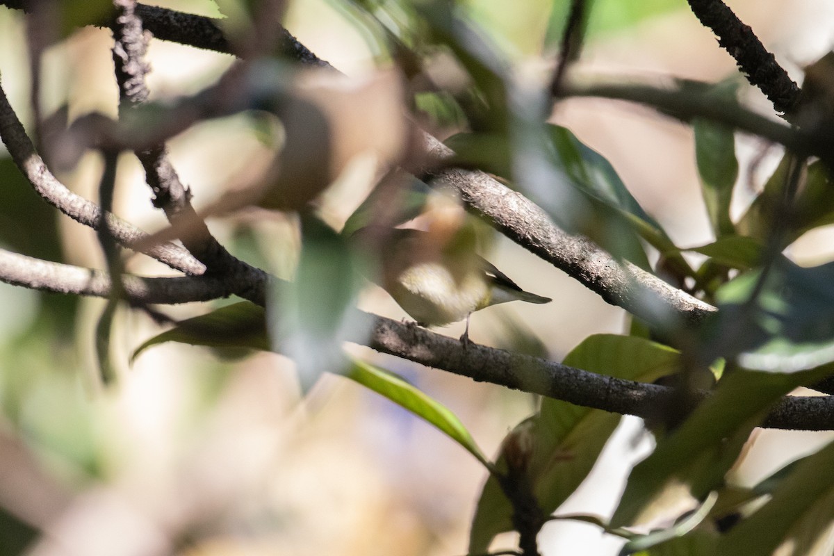 Tennessee Warbler - ML644589110