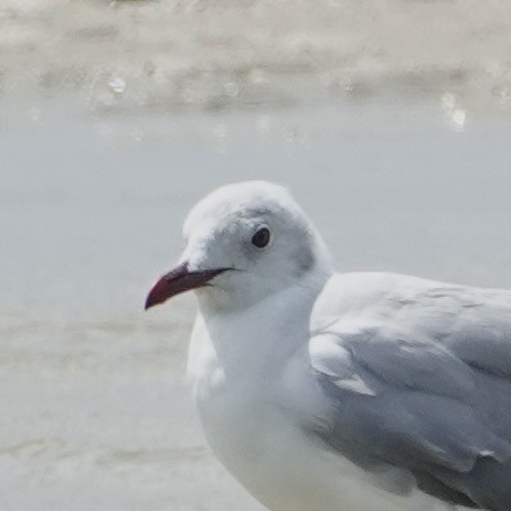 Мартин сіроголовий - ML644589112