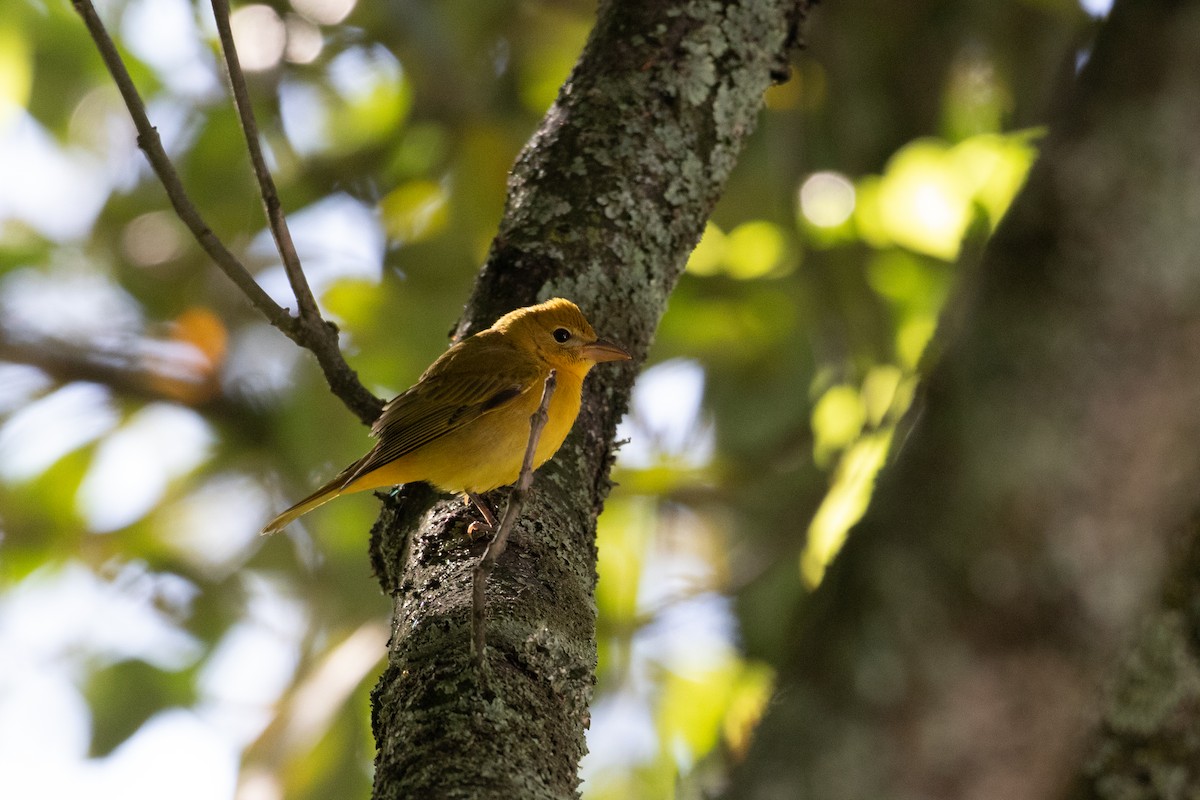 Summer Tanager - ML644589115