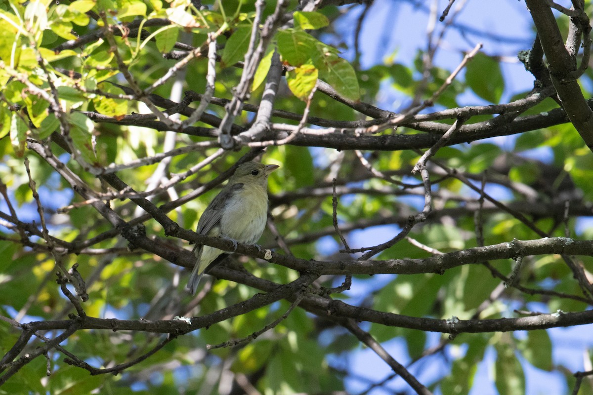 Piranga gorri-beltza - ML644589118