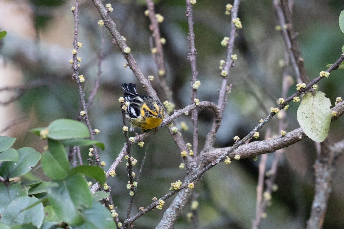 Blackburnian Warbler - ML644589123