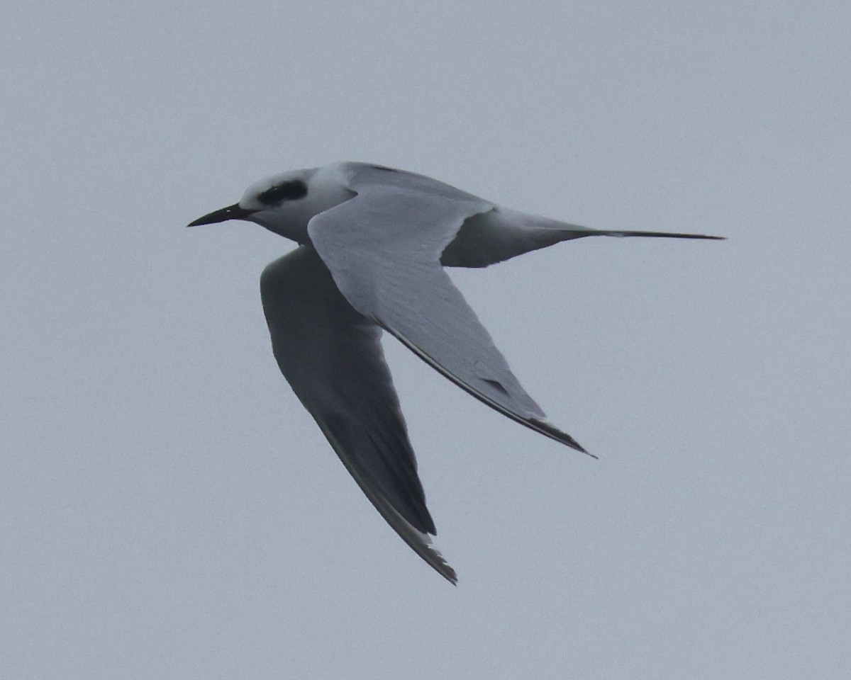 prærieterne - ML644589124