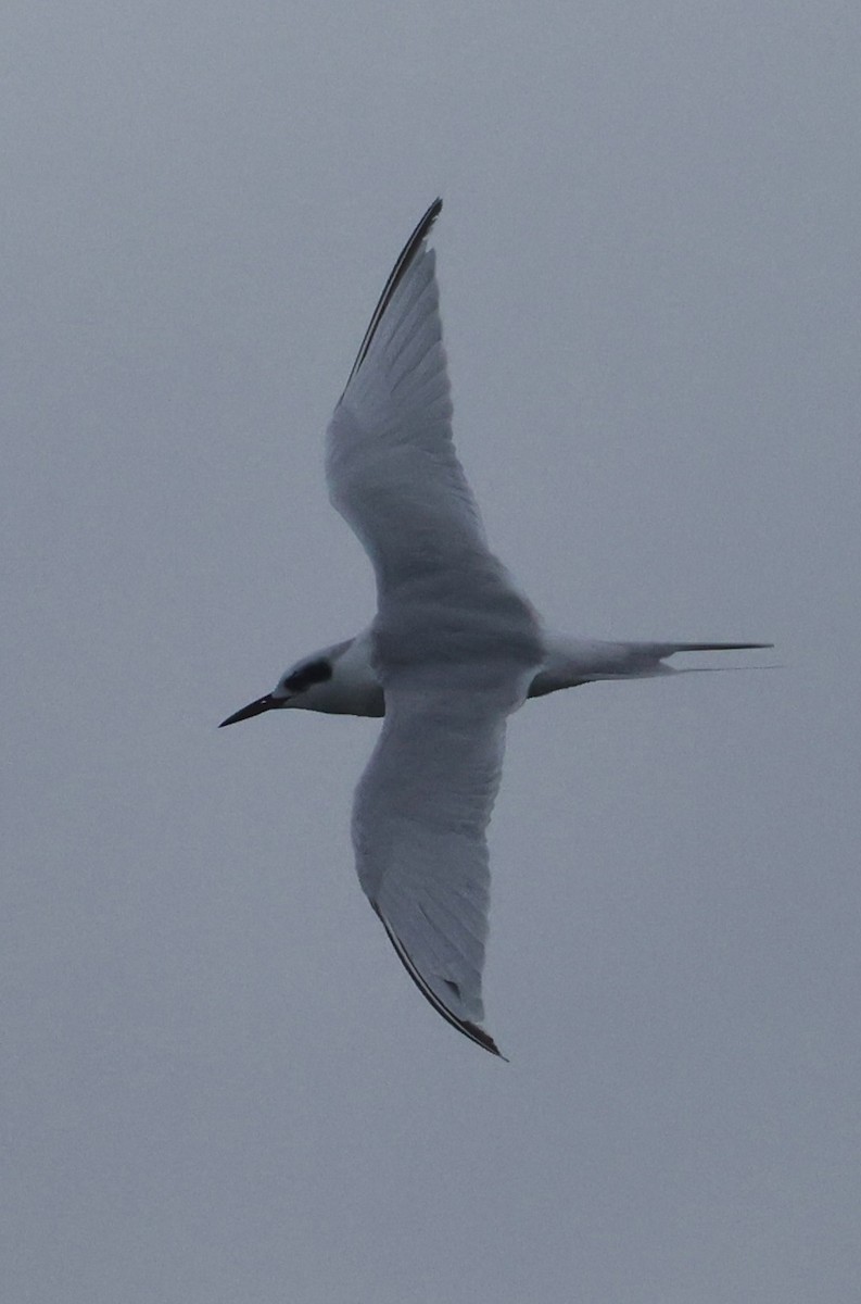 prærieterne - ML644589125