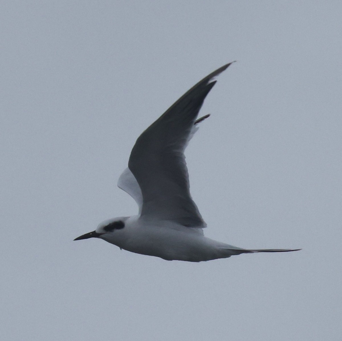 prærieterne - ML644589126