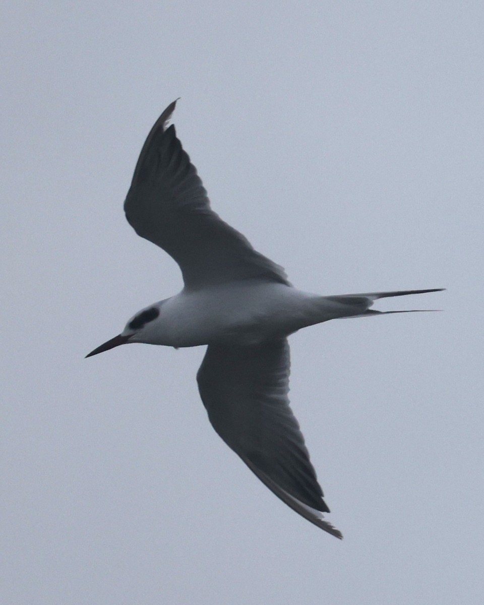 prærieterne - ML644589127