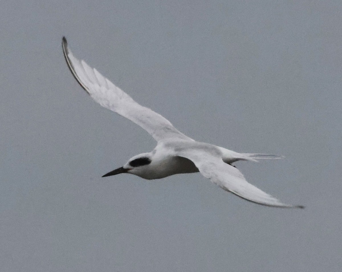 prærieterne - ML644589129