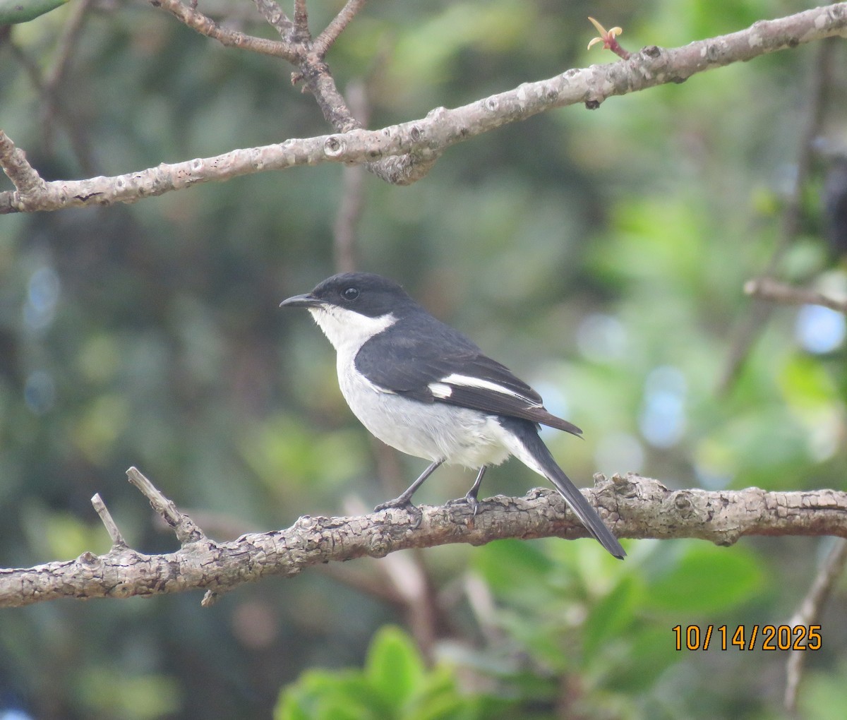 Fiscal Flycatcher - ML644589134