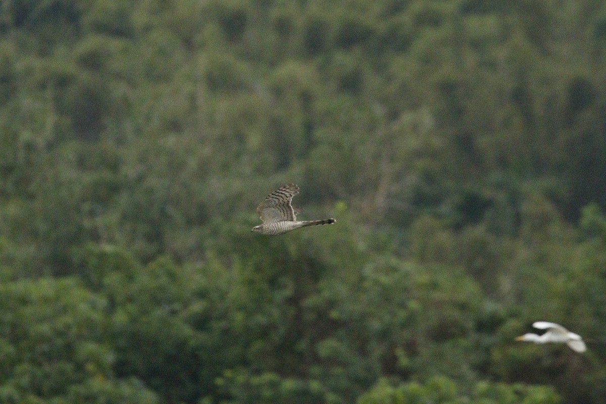 Eurasian Sparrowhawk - ML644589140