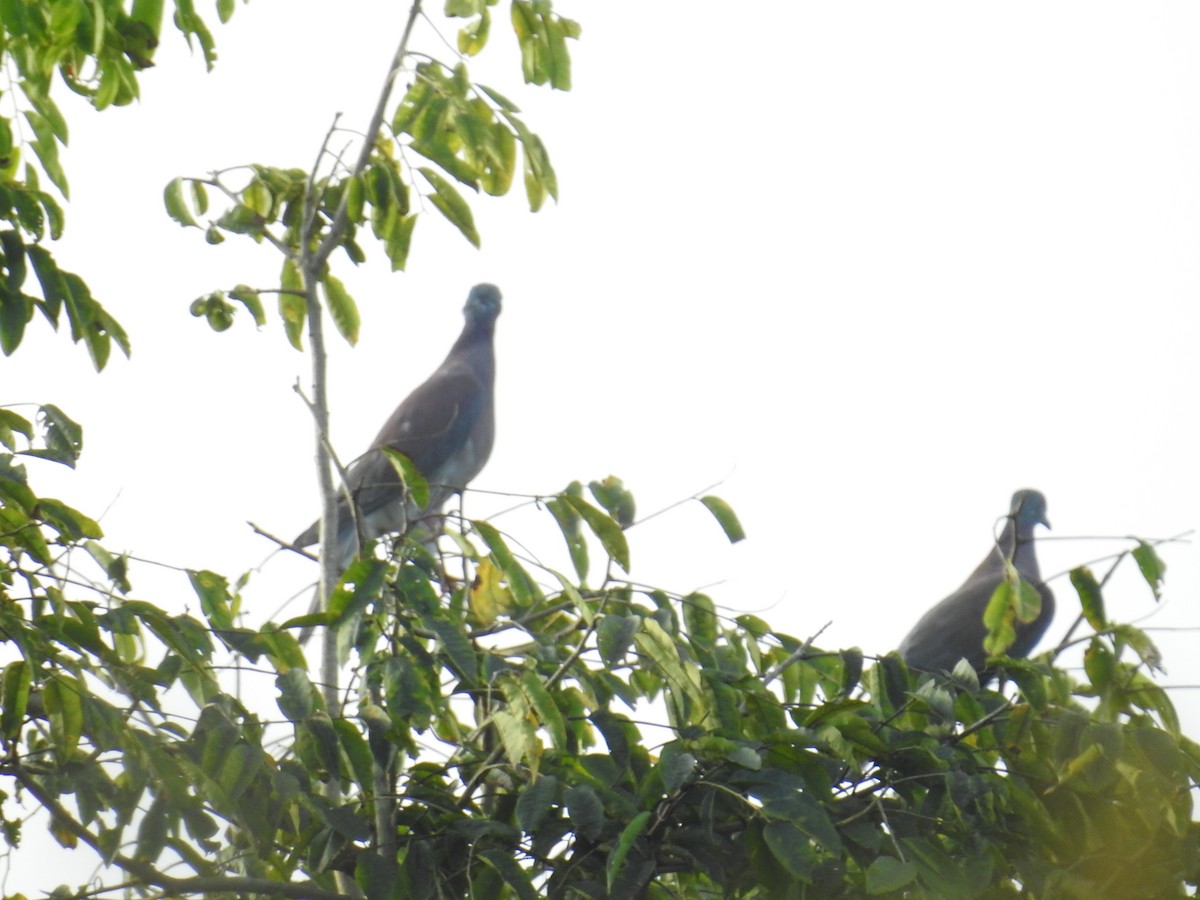 Paloma Colorada - ML644589142