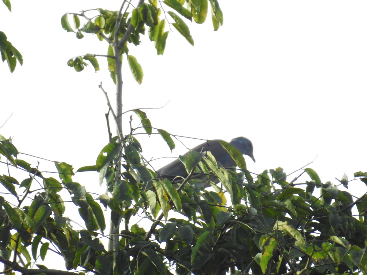 Paloma Colorada - ML644589143