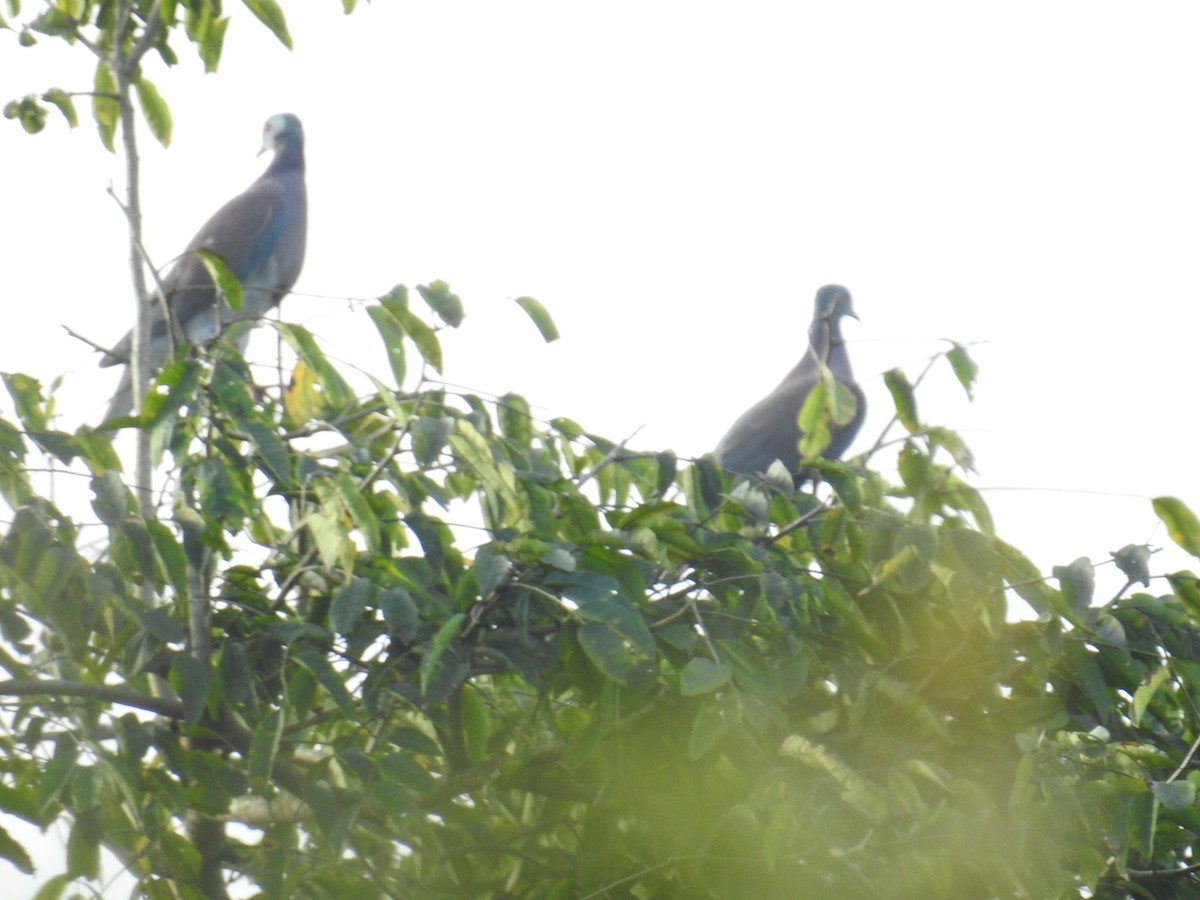 Paloma Colorada - ML644589145