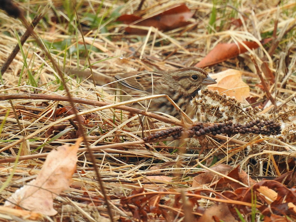 Ötücü Serçe - ML644589147