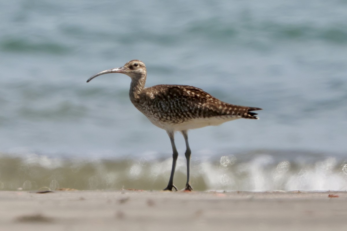 Kurlinta handia - ML644589156