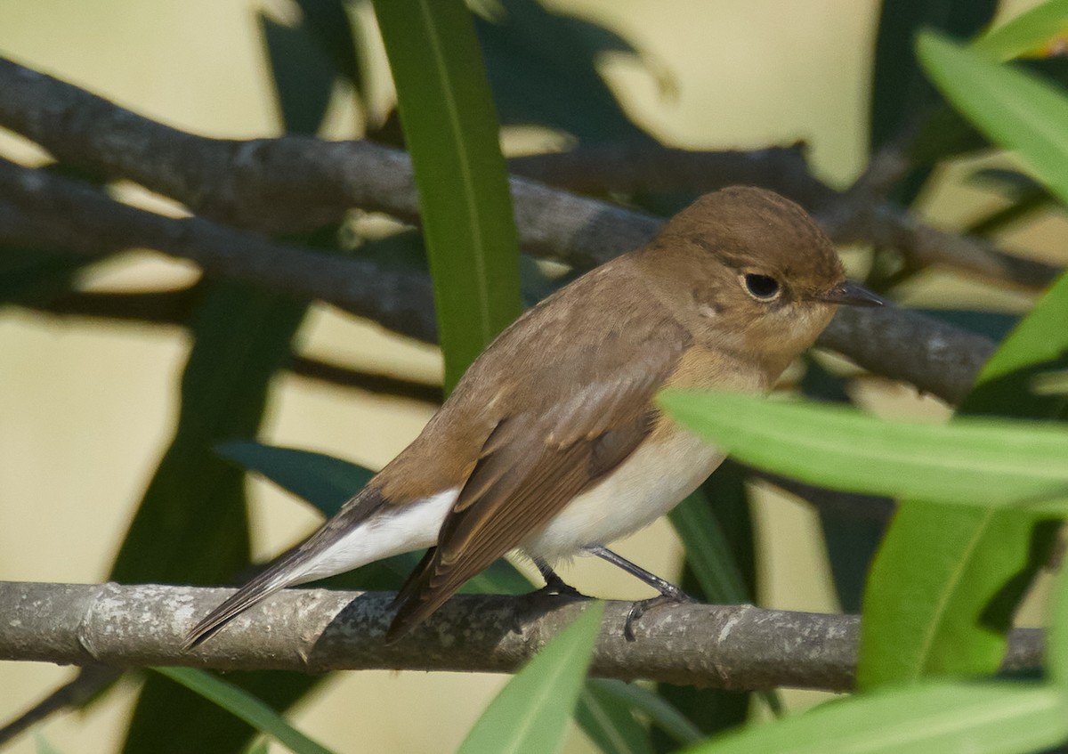 Red-breasted Flycatcher - ML644589158