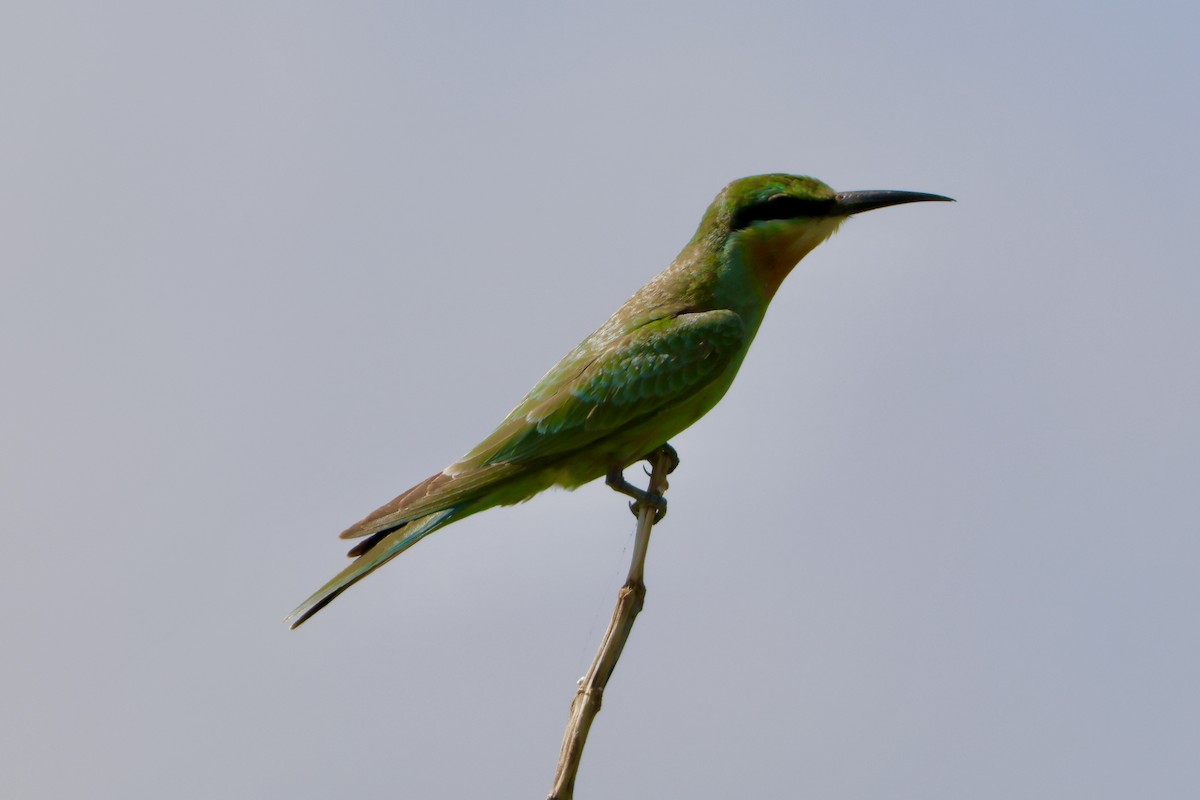 Blue-cheeked Bee-eater - ML644589160