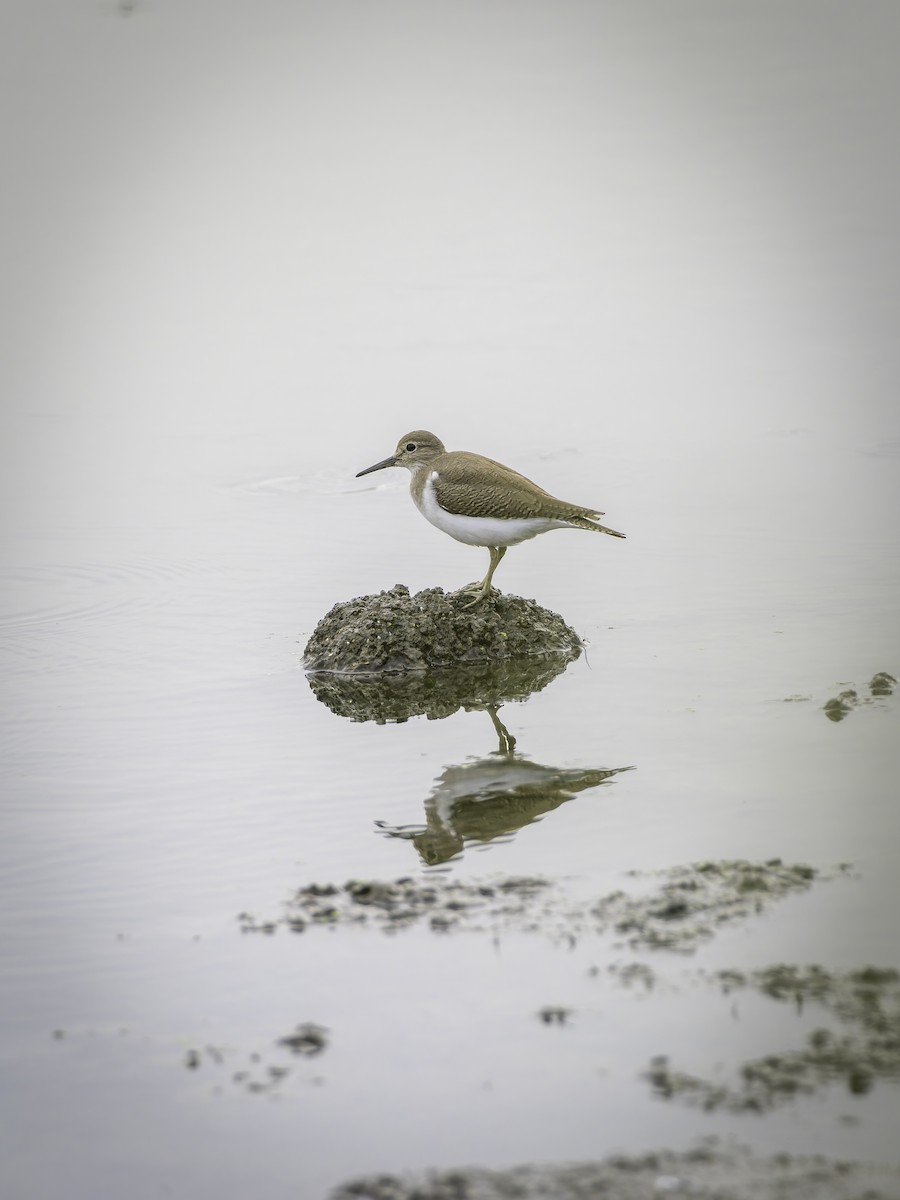 Common Sandpiper - ML644589165