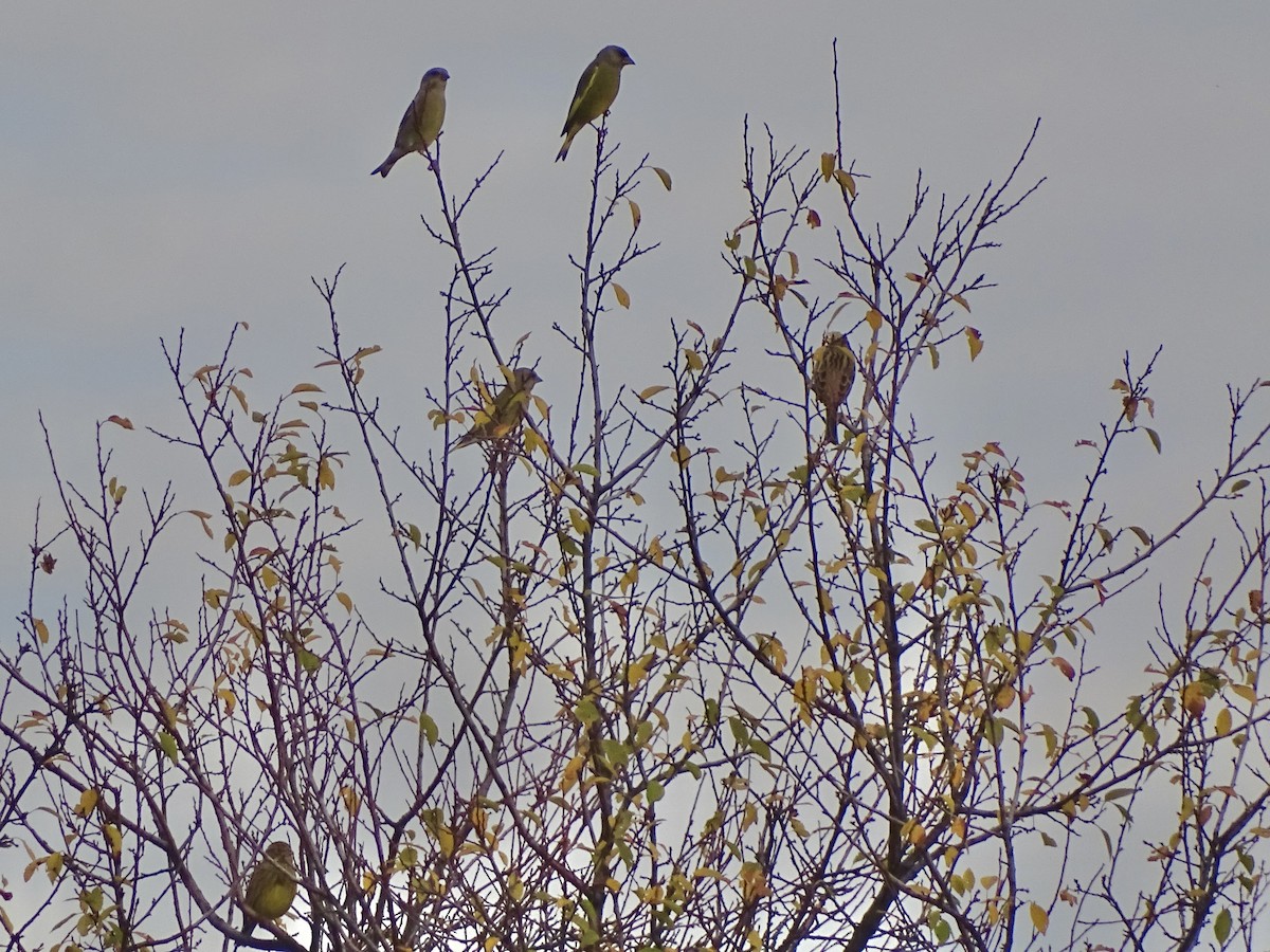 Grünfink - ML644589166