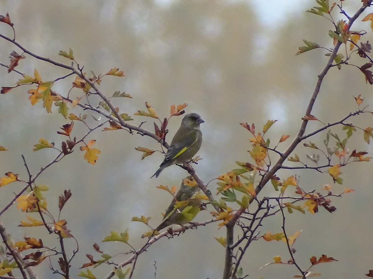 Grünfink - ML644589167