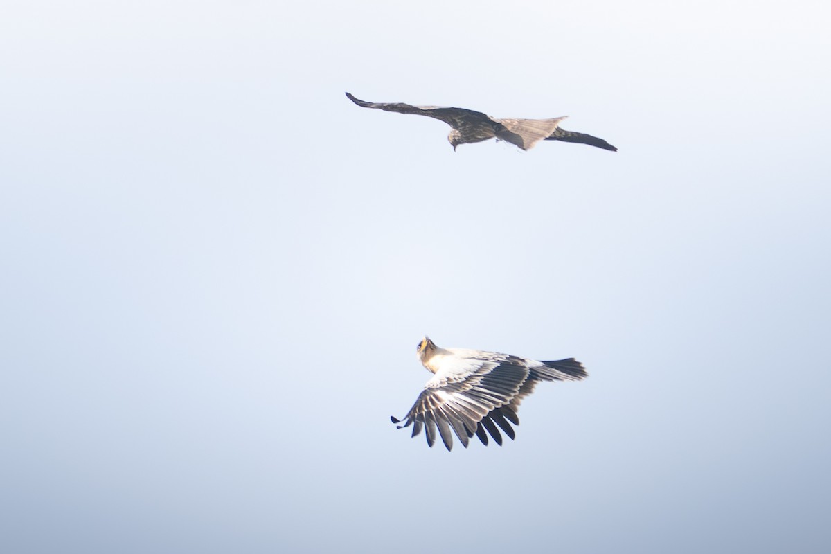 Greater Spotted Eagle - ML644589185