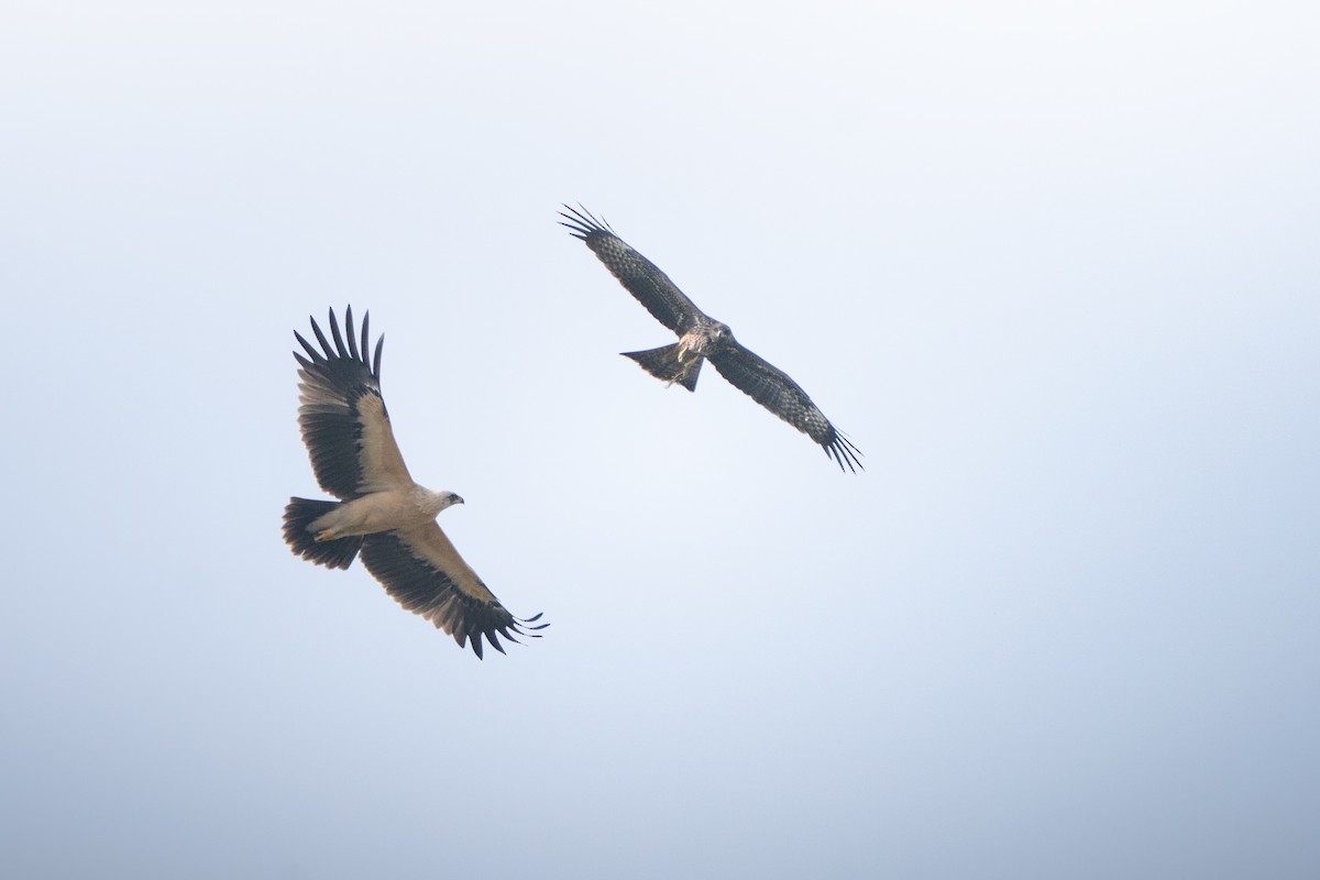 Greater Spotted Eagle - ML644589186