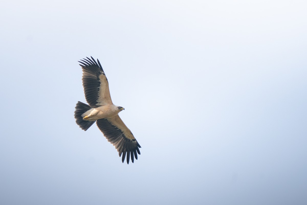 Greater Spotted Eagle - ML644589187